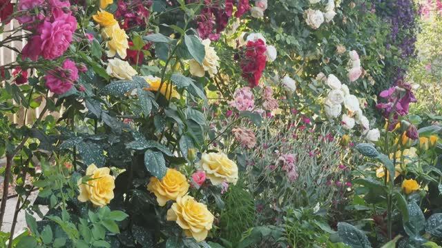 Путешествие в мир моих роз! 2ч