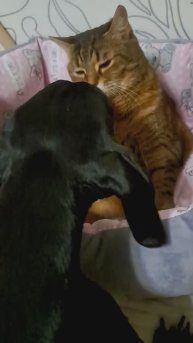 Кошка Лиза очень недовольна)))😁😁😁