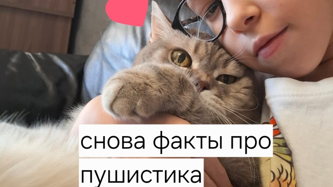 много фактов про мерсика не бывает! новые факты😉