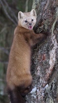 Белка после карантина. )..!😆