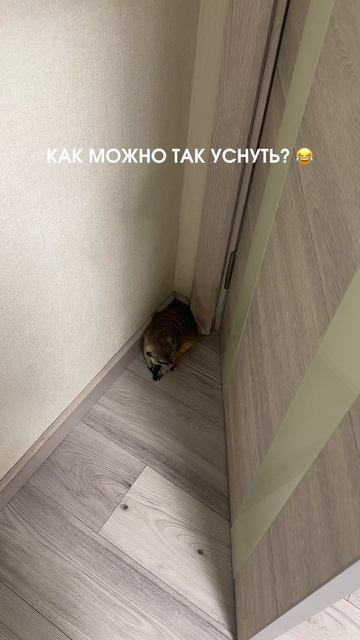 Животное, которое спит в самых непредсказуемых позах 😂