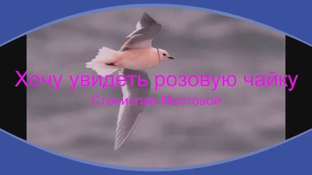 Хочу увидеть розовую чайку