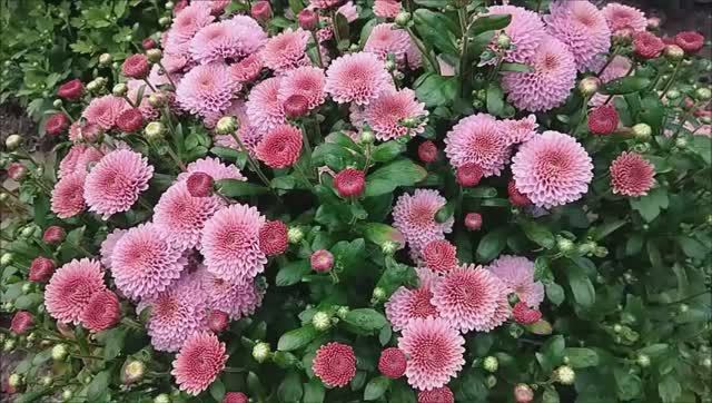 Хризантемы в саду