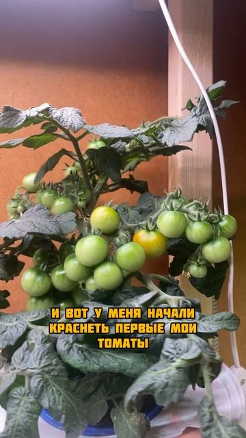 Томаты краснеют