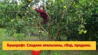 Ферма Бушкрафт в Пханге. Вьетнам. Сладкие апельсины, сбор, продажа.