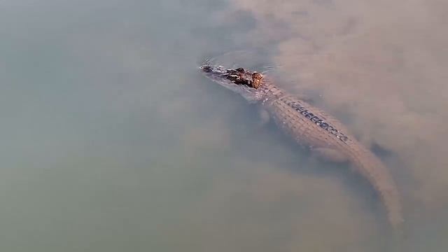 Джунгли Амазонки : Редкие птицы, обезьяны и дикие животные