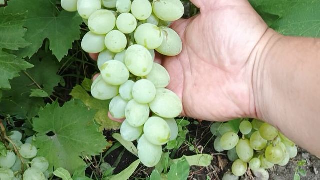 Акселона и Соломон селекции Донского казачества.