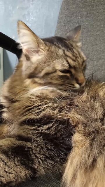 Тимка #shorts #шортс #кот #cat #catvideos #cutecats #cutecatshorts #милыйкотик #alfatima #альфатима