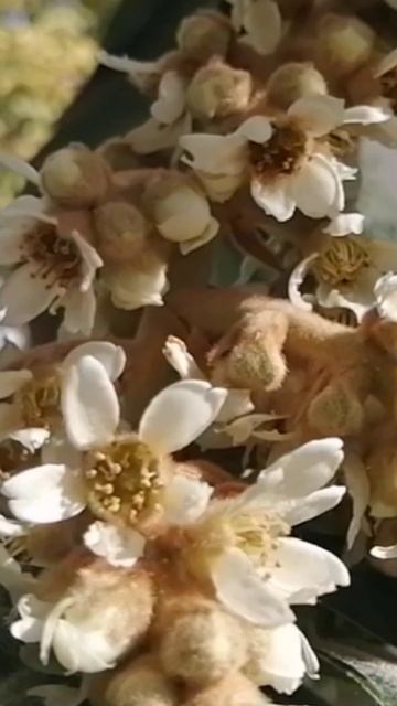 21 ноября +26° МУШМУЛА ЦВЕТЁТ. ТУРЦИЯ 2025. #türkiye2025 #alanya #mahmutlar