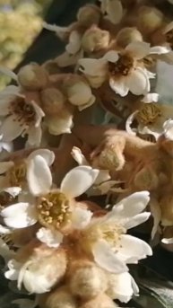 21 ноября +26° МУШМУЛА ЦВЕТЁТ. ТУРЦИЯ 2025. #türkiye2025 #alanya #mahmutlar