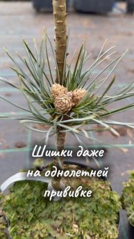 Сосна кедровая сибирская Семинский, молодая прививка