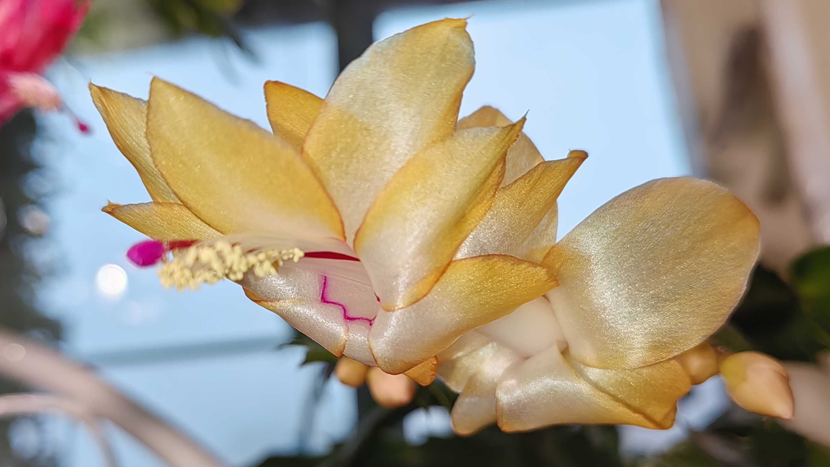 Зацвели мои шлюмбергеры 😍