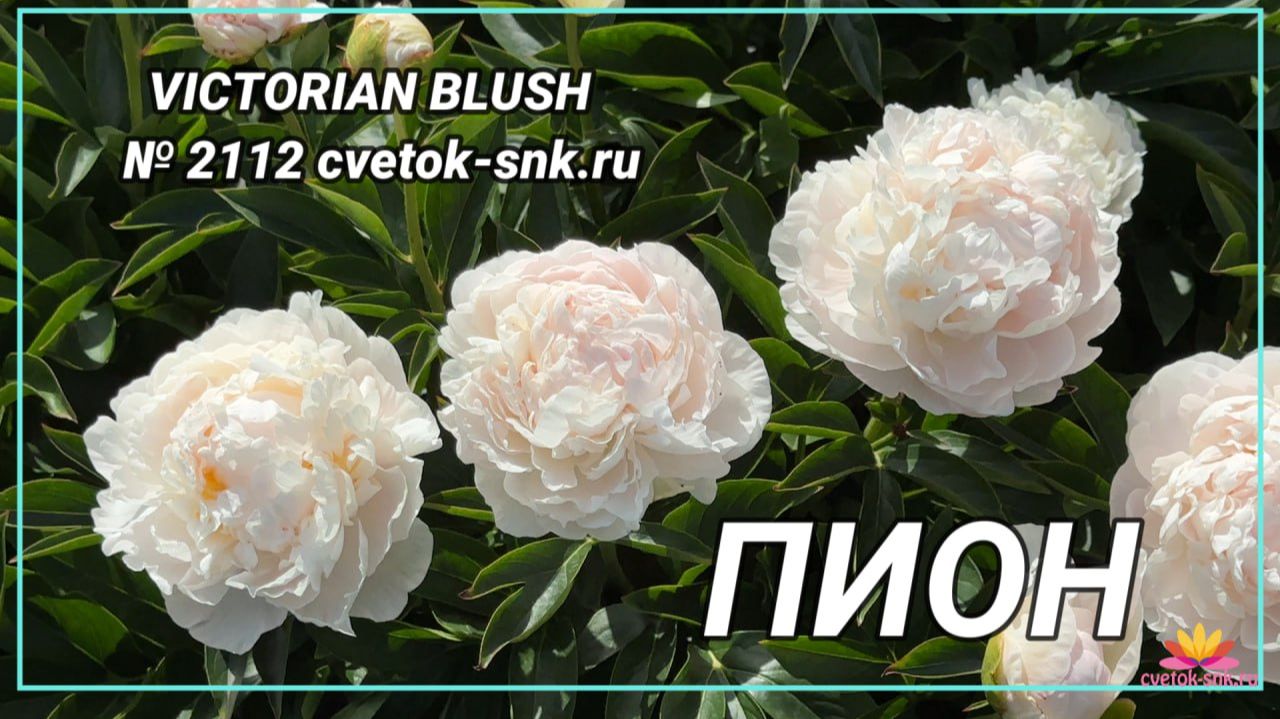 Травянистый пион "VICTORIAN BLUSH"/Сад Ворошиловой