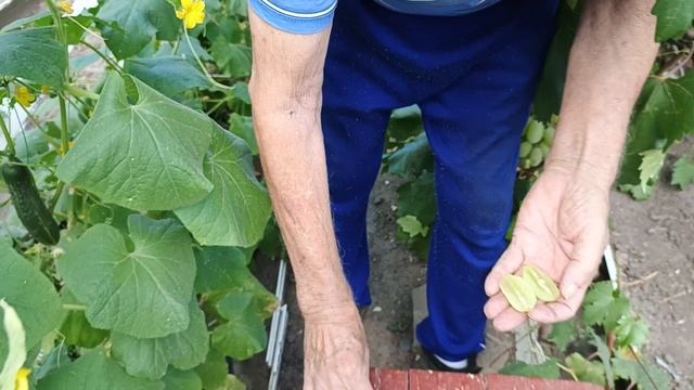 Урядник селекции Донского казачества на участке Шульгинова В.Н.