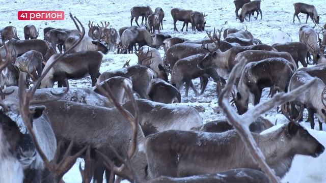 НАЧАЛАСЬ МИГРАЦИЯ ДИКИХ СЕВЕРНЫХ ОЛЕНЕЙ КРОНОЦКОГО ЗАПОВЕДНИКА К ЗИМНИМ ПАСТБИЩАМ • НОВОСТИ КАМЧАТКИ