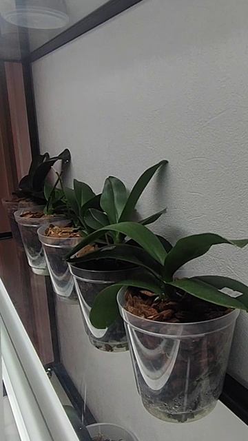 Друзья, у меня идут массовые пересадки.
Пересаживаю в бюджетные кашпо, на мой взгляд смотрятся 🤝