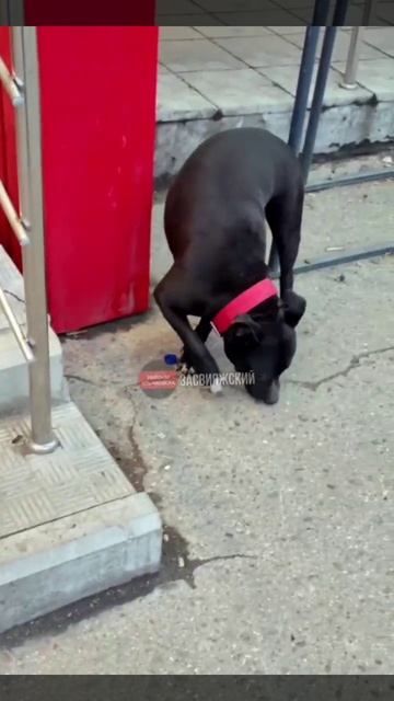 🐶 «Около Магнита на ул. Рябикова 8 бегает собака с ошейником, уже давно ищет хозяина! На улице холо