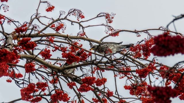 Птичье разнообразие)и утки в полёте) декабрь 05, 2019