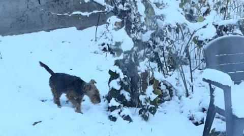 Снег в Ноябре-2025