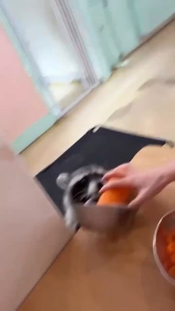 Вкусный завтрак енота 🦨😉😘😚🥰😋