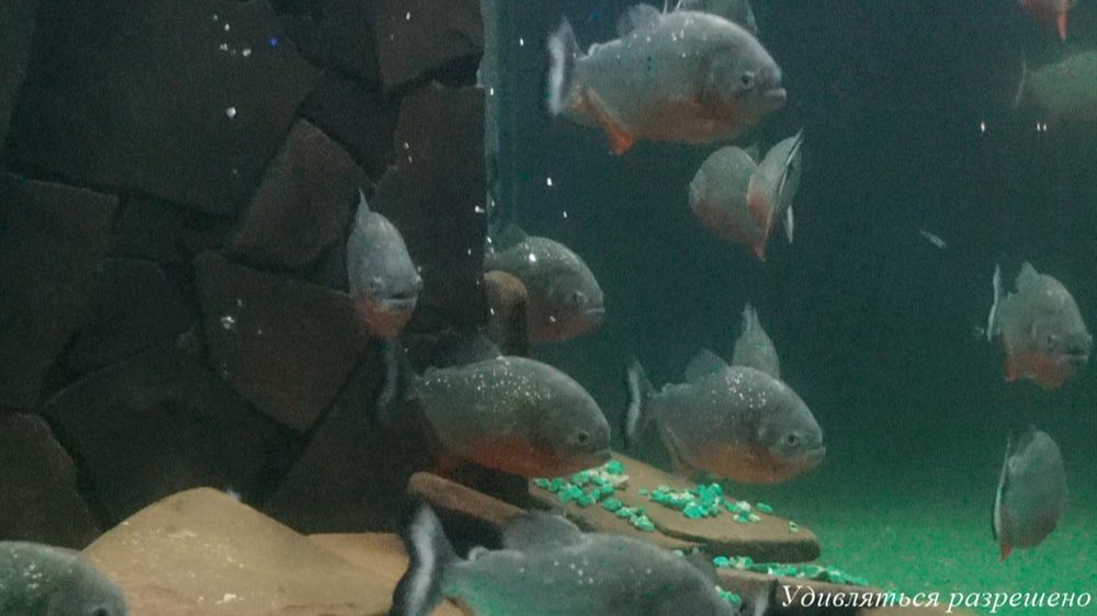 Честные видео впечатления после тура выходного дня с компанией Судаков Тревел. Посещение океанариума