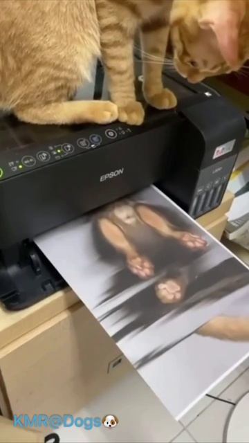 Теперь кошечкам в Тиндере будет рассылать🤎😂