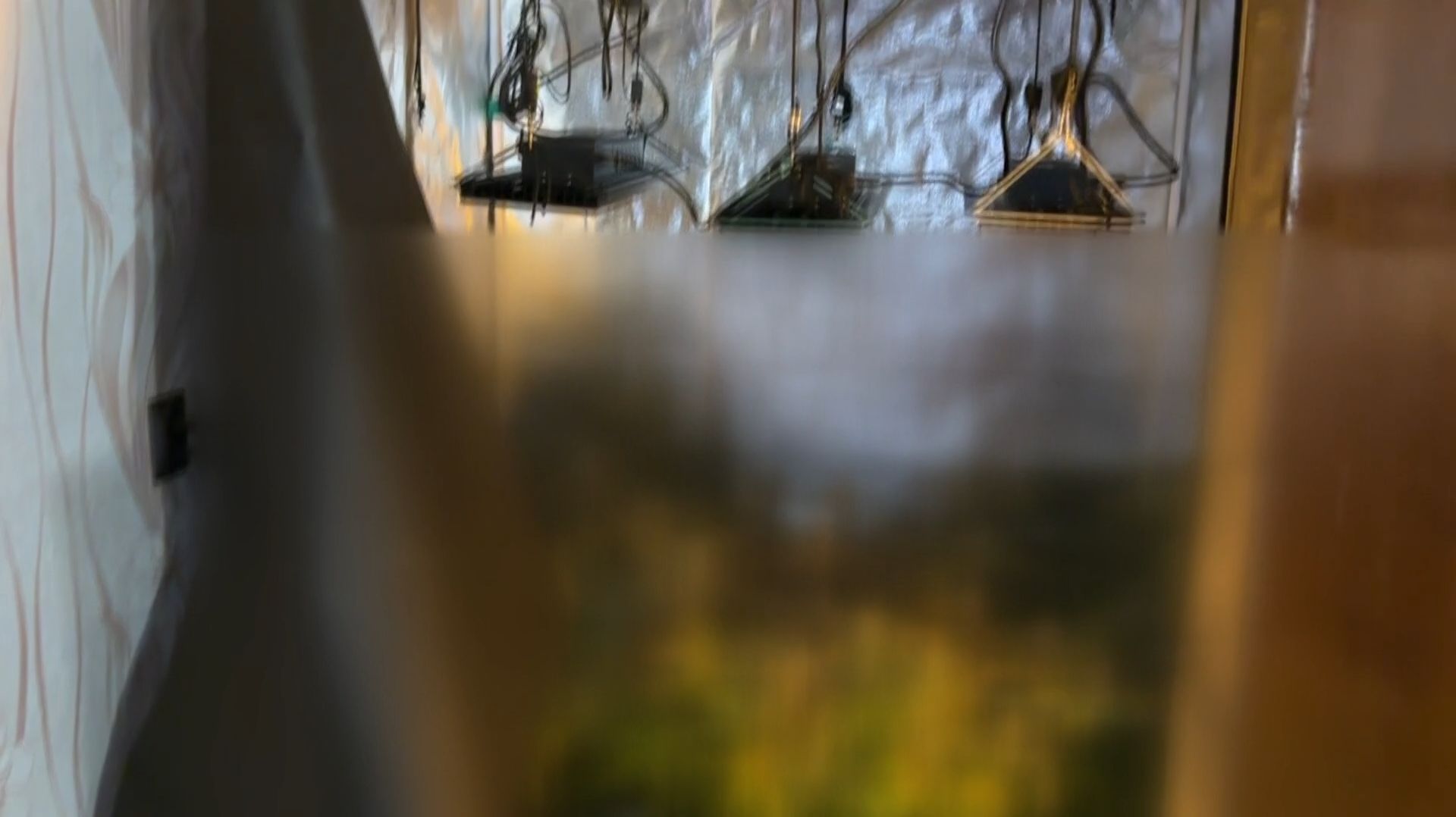 В Ивановской области поймали троих культиваторов марихуаны с 3,5 кг наркотиков