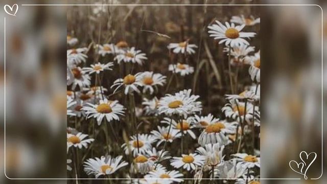 Мой новый фильм " Мои любимые ромашки"♥