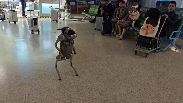 В аэропорту шляется бездомный пёсик. Если вдруг увидите, хватайте его и в чемодан! 💼 💪🥳