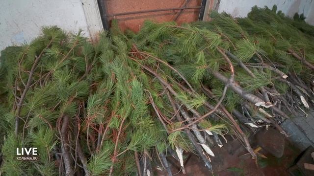 Магаданский Лесхоз приступил к изготовлению ёлок