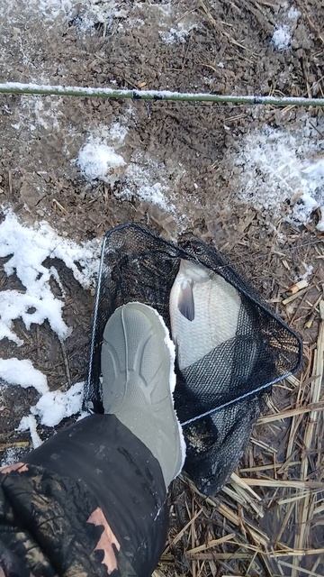 Лещ клюет только успевай вываживать.