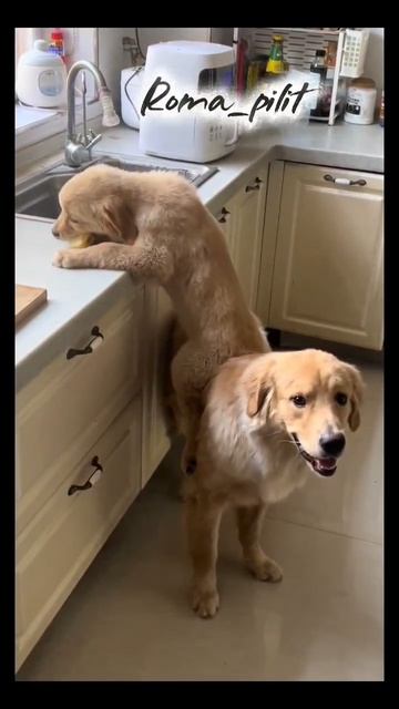 #бандиты #смех #юмор #ржака