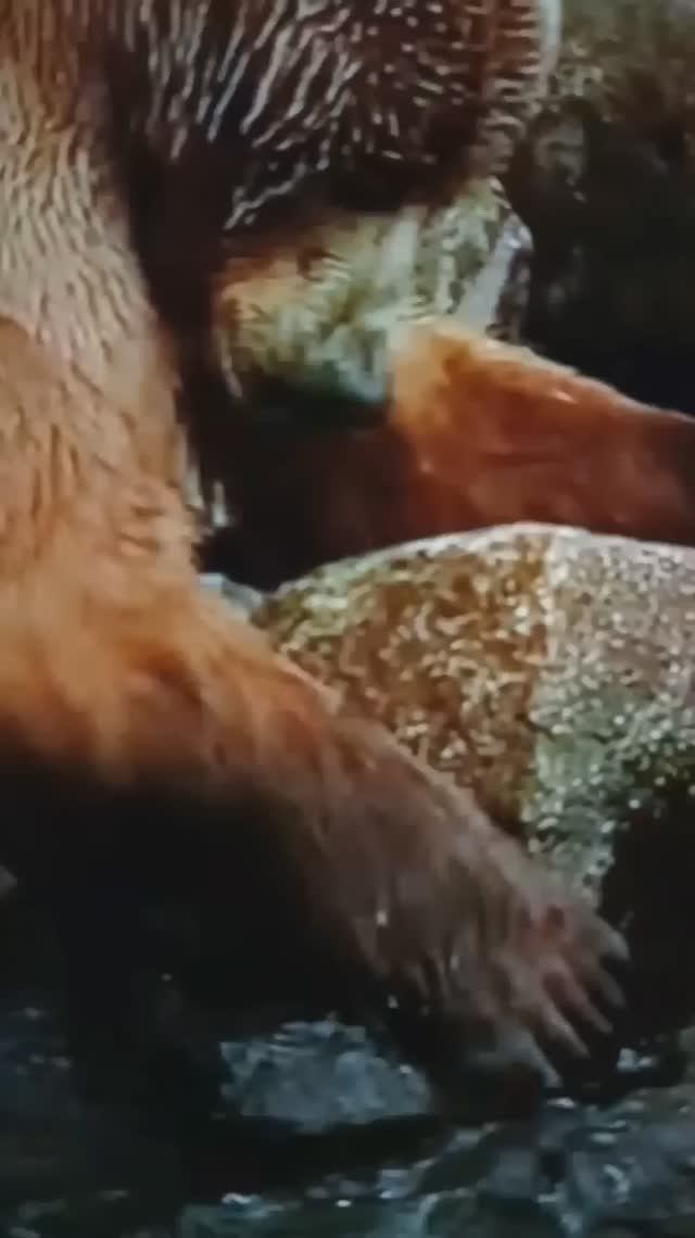 Неопытный медвежонок ловит рыбу😳#Shorts