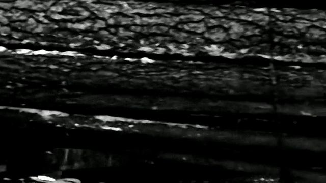 1976 год. Ханты-Мансийский округ. Транспортировка хлыстов