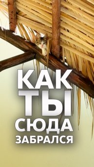 Кормим кошек на Кубе 🇨🇺 А один забрался на крышу