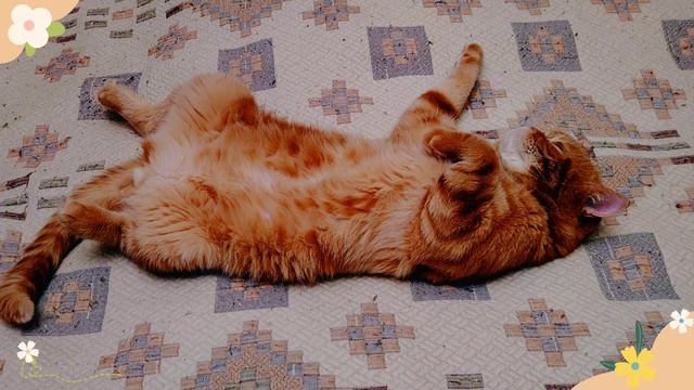 "Мой любимый кот"