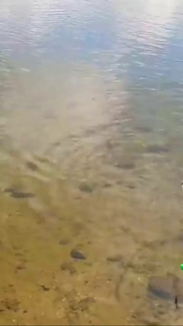 Вот он — красавец лещ, трофейный и заслуженный!