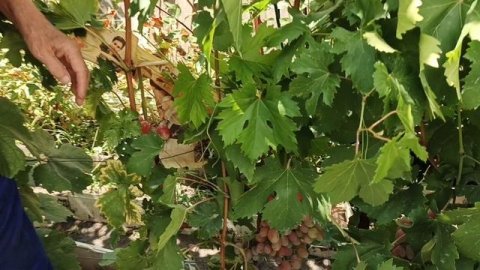 Энрико Карузо и Тото Кутуньо на участке Шульгинова В.Н.