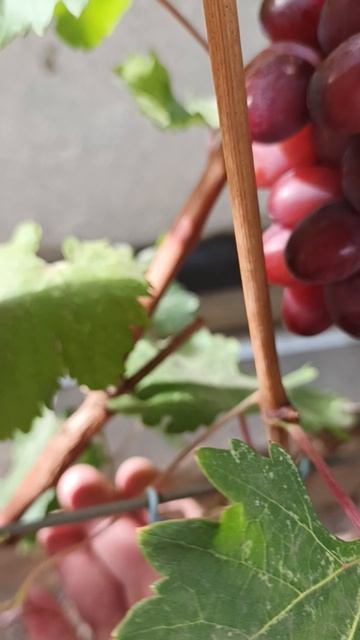 Любовница на 10-е сентября