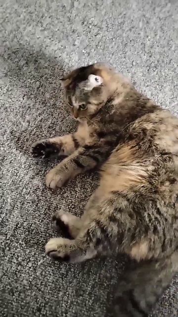 #кошка #котик #девочка #жизнь #любовь #питомец #животные #лайк #Интересно умный ребёнок 😻💌