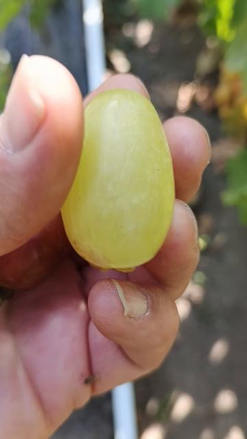 Фудзита, и Вальда, мускатная форма раннего срока созревания.