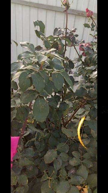 УТРО🍀 ЗАПИСЬ НА КОНСУЛЬТАЦИИ через тлг/WK .ссылки под записью трансляций ⤵️ #краснодар #психолог