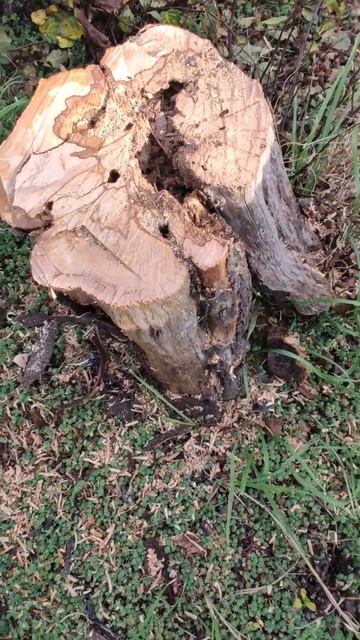 Спилили айву