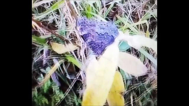 Краски осени🙏💖✨🧭🤗🍁🍂
Почти ручная бабочка🦋😊☀️