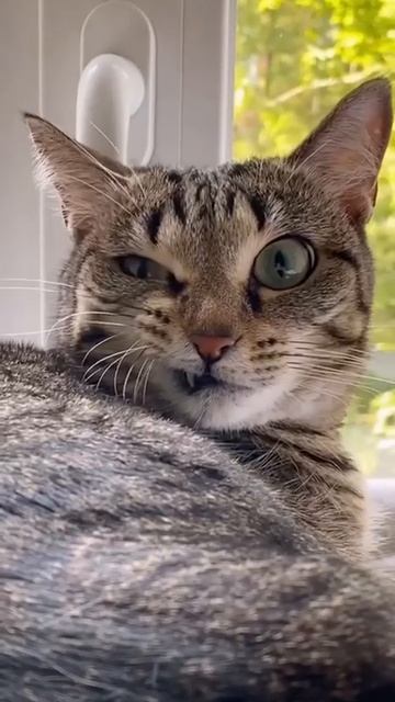 кожаный #shorts