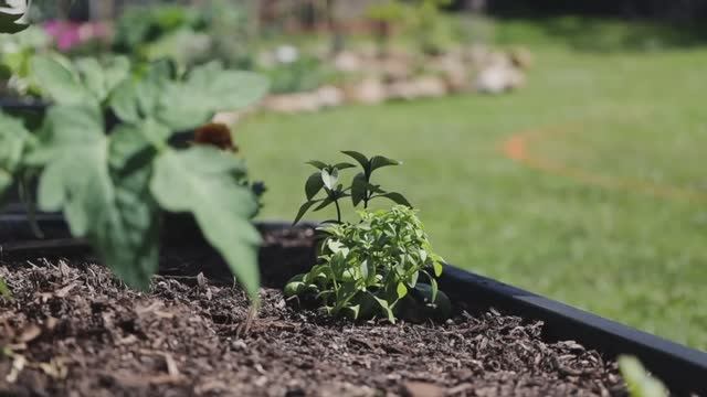 САДЫ АВСТРАЛИИ. ПРЕОБРАЖЕНИЕ ОВОЩНОГО САДА