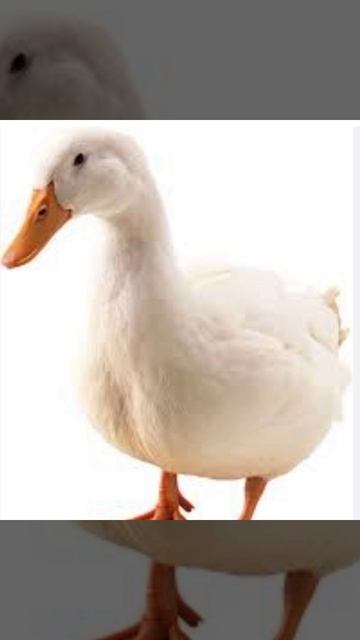 для Санька games