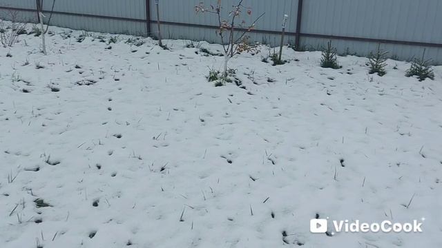 Мы снова на участке❄️мокрый снег накренил укрытия🫣А мы их укрепляем💪