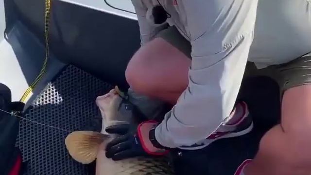 Не только щука и судак клюют на резину — сазан тоже не устоял. 😅