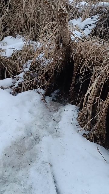 Здесь живут норки